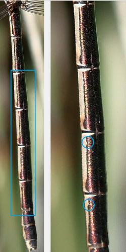 Réf. 222 041 : Lestes virens virens